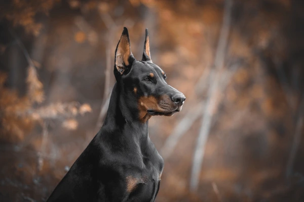 A képen egy doberman látható
